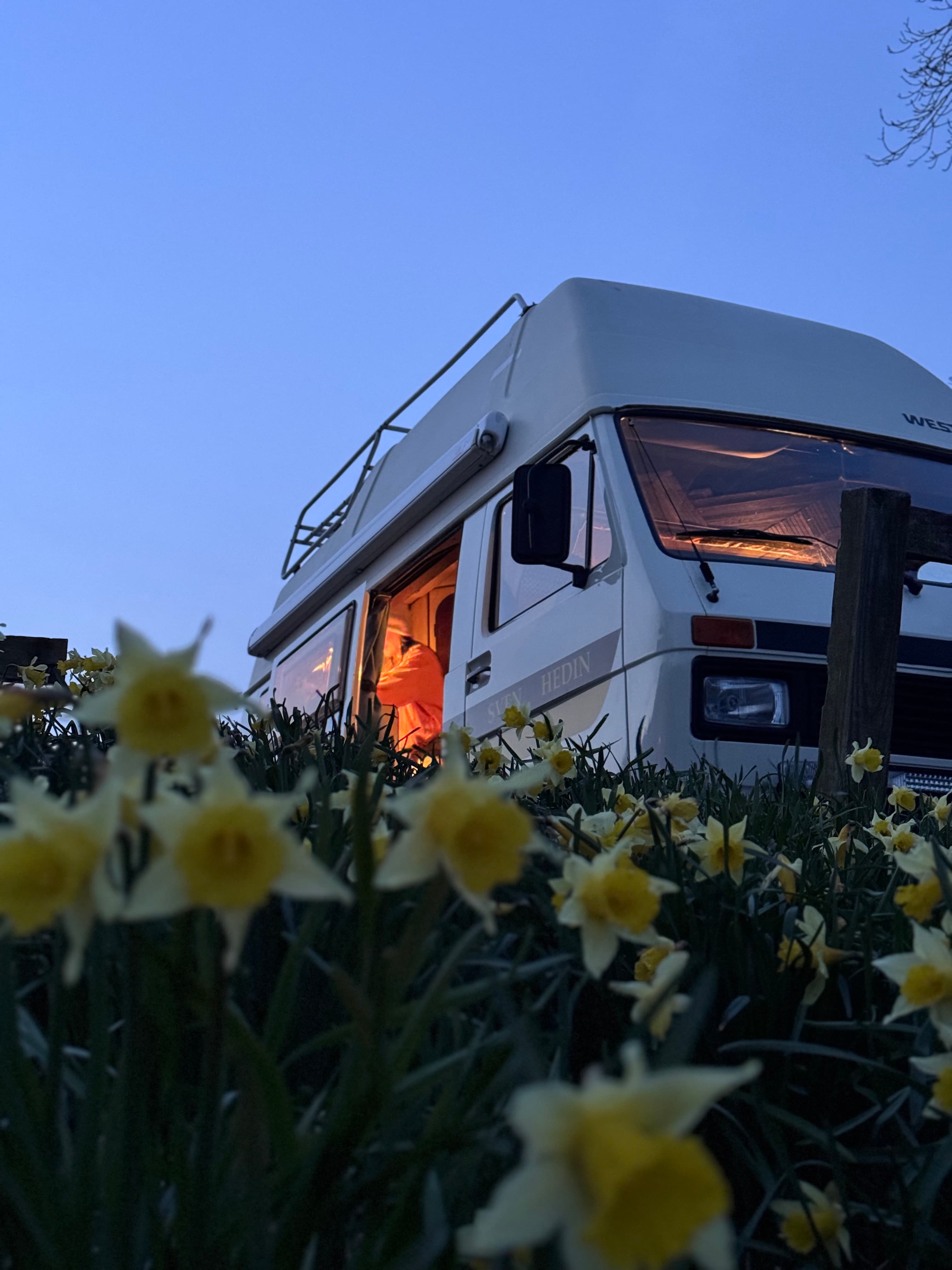 Motorhome parked among daffodils at dusk